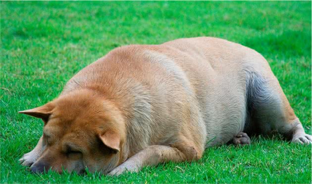 什么是犬腹水？看到它肚子大可别以为它吃太饱，可能生重病了