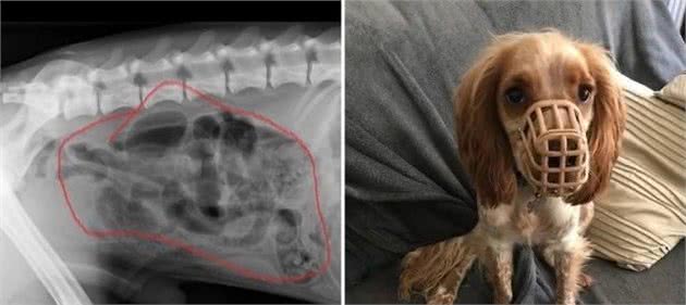 18个月的小猎犬做了四次剖腹手术，戴着嘴套都无法阻止