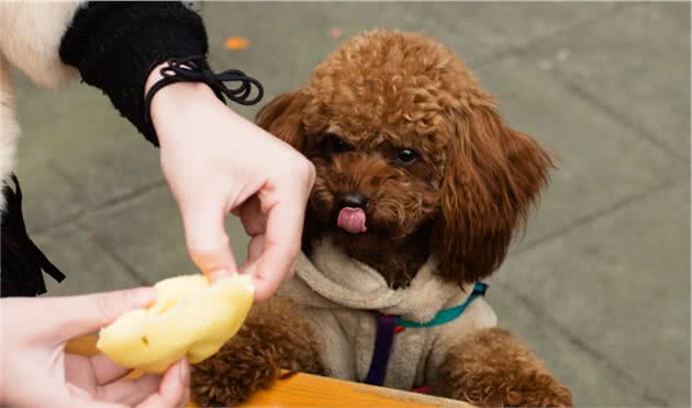 除巧克力外，泰迪犬吃这些人食，也有危险