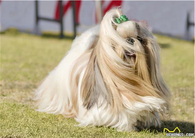 从中国红到欧美的贵族犬种，它竟然是狮子犬的后代