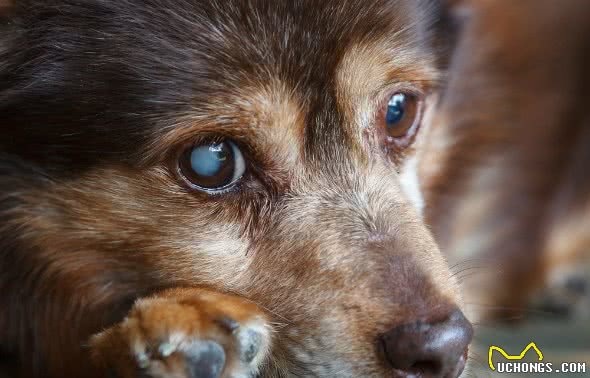 狗狗白内障4大征兆，高发犬种要注意，因为眼药水不能预防治疗