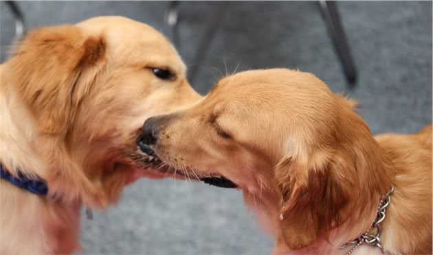 不得不说的金毛犬日常护理，这3个方面，很多宠主做不到！