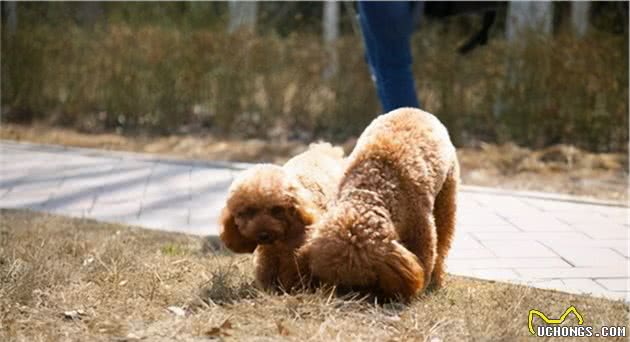 缺乏“营养”的泰迪犬，都有这6种情况，你注意到了吗？