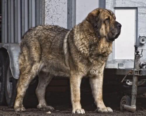 这4种犬被誉为“犬中战斧”，其中它是多国獒犬杂交的后代