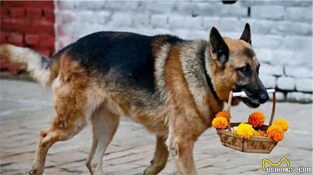 德国牧羊犬一直被“误会”，这几点，养过的都知道