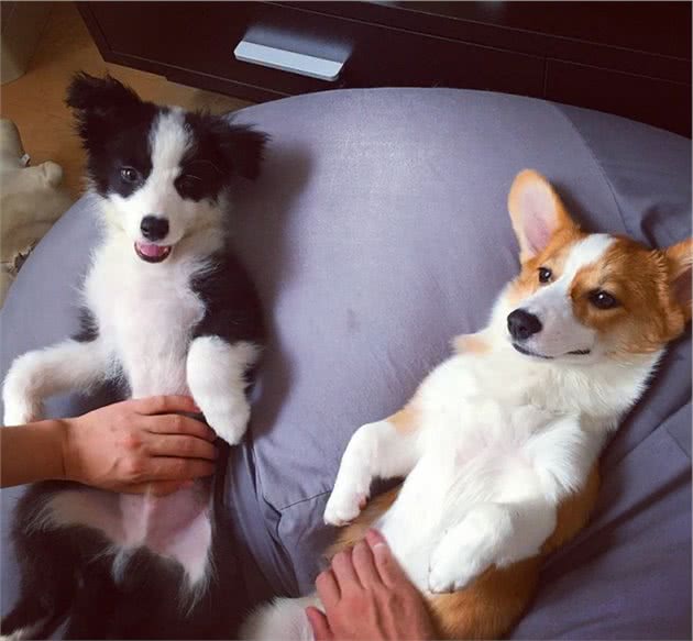 狗狗交配后竟转头就跑?背后真相有这些