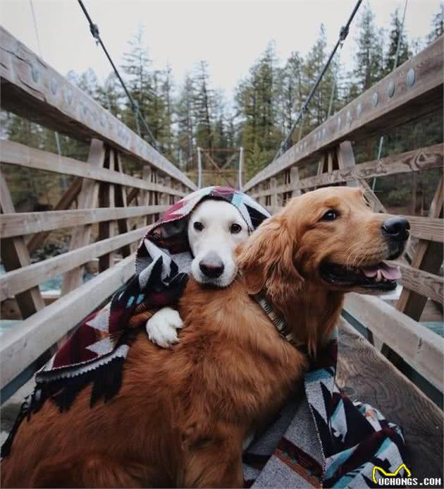 狗狗交配后竟转头就跑?背后真相有这些