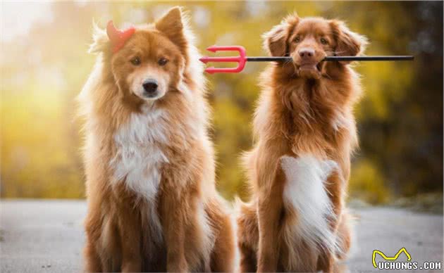 狗狗交配后竟转头就跑?背后真相有这些