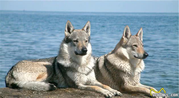 狗狗交配后竟转头就跑?背后真相有这些