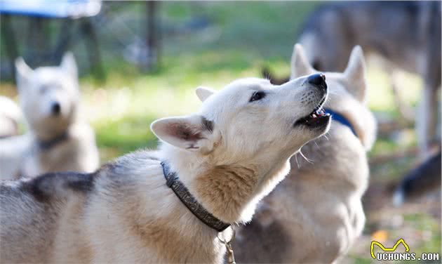 狗狗交配后竟转头就跑?背后真相有这些