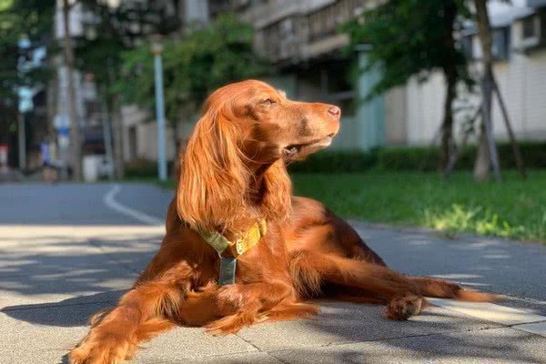 骷髅狗蜕变阳光男孩，灿笑晒日光浴