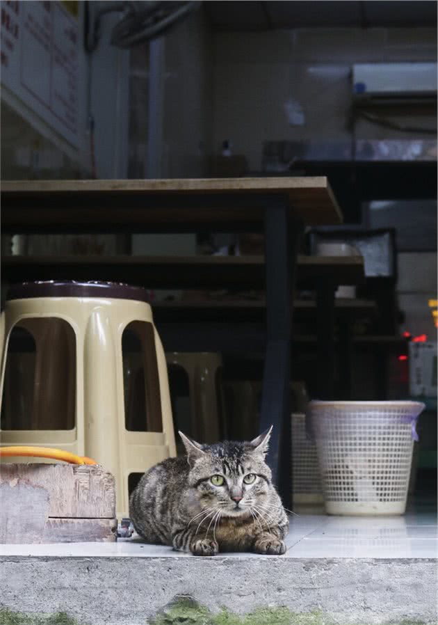 熬夜整理，常见猫品种简介—狸花猫