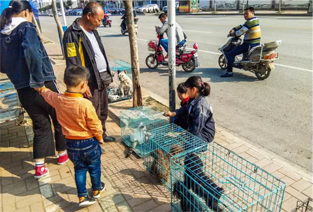 谨记！选购幼犬时，请牢记这些秘诀，否则必吃大亏