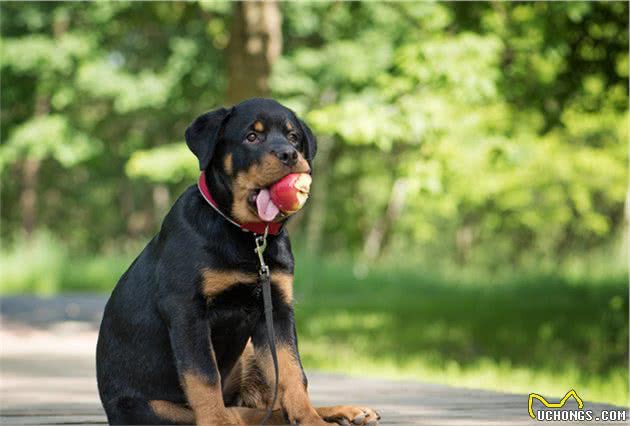 很值得养的罗威纳犬，随便说几个优点，都能让你心动