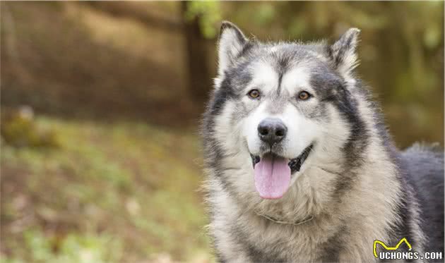 犬急性胰腺炎