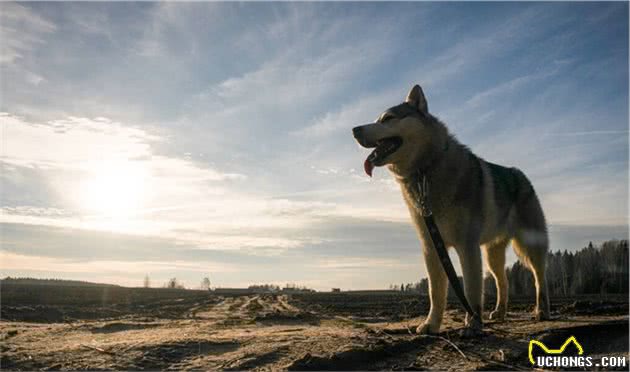 中国原生犬种，不止田园那么简单