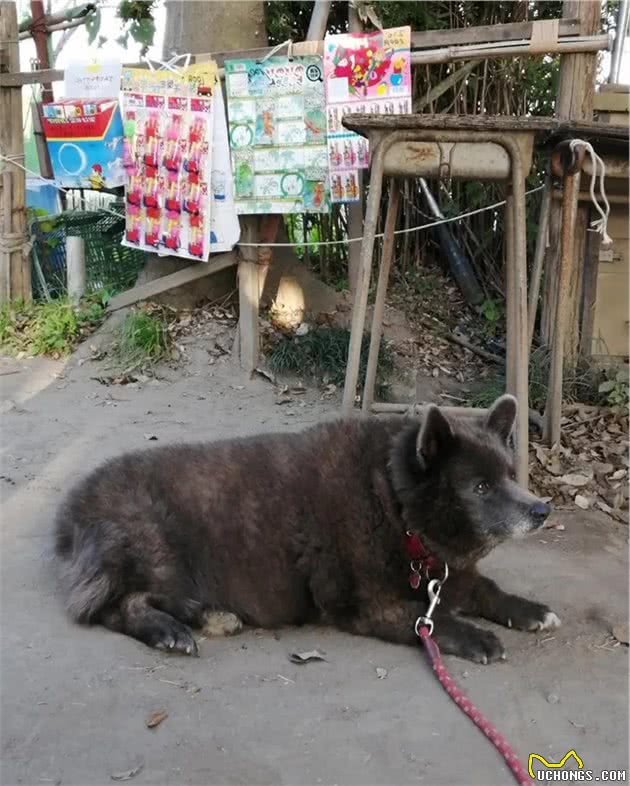 路边看到一头“熊”，而它居然是柯基的崽