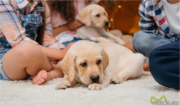 照顾幼犬需要注意的事宜