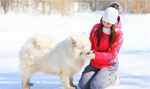 狗狗怕冷吗？狗狗要如何过冬？新手养宠必看