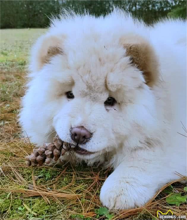 忠犬每天去林中找松果，只为给主人吃，憨厚松狮却忠心耿耿