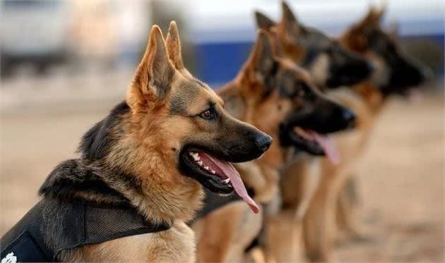 小警犬被训导员授予警服，但尺寸明显不合，狗狗见后立志要快长大