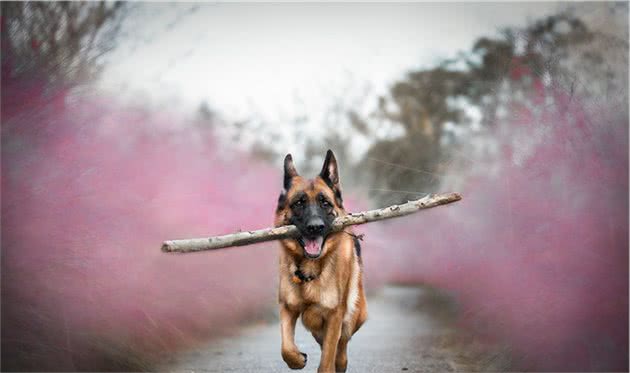 犬种科普介绍德国牧羊犬