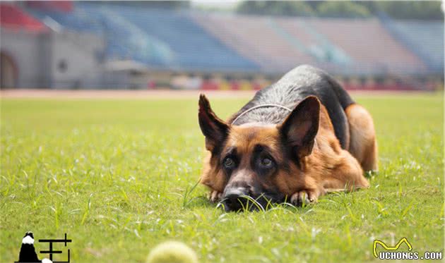 犬种科普介绍德国牧羊犬