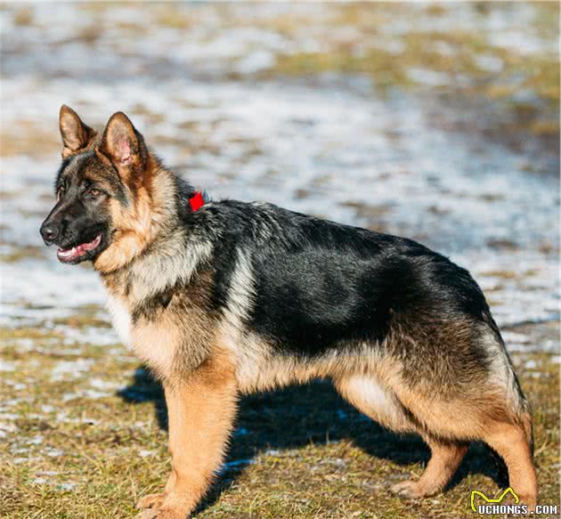 犬种科普介绍德国牧羊犬