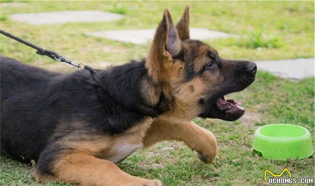 犬种科普介绍德国牧羊犬