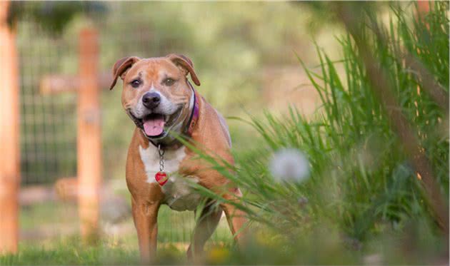 比特犬能勇斗藏獒，被号称世界第一战斗犬