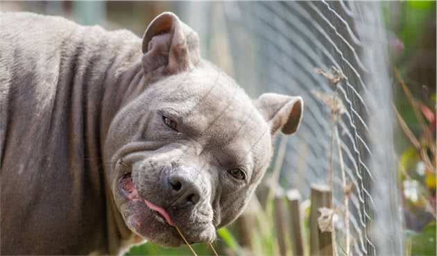 比特犬能勇斗藏獒，被号称世界第一战斗犬