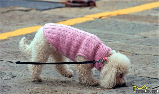 要是贵宾犬挑食、不吃狗粮，这6种办法，主人可以试一下