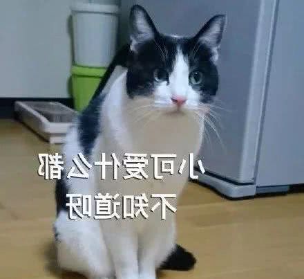 猫咪可以用狗粮喂养吗？