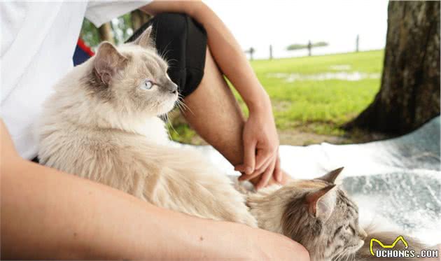 猫咪在家总是懒卧着，怎么办？不妨尝试一下这些能够让猫咪动起来