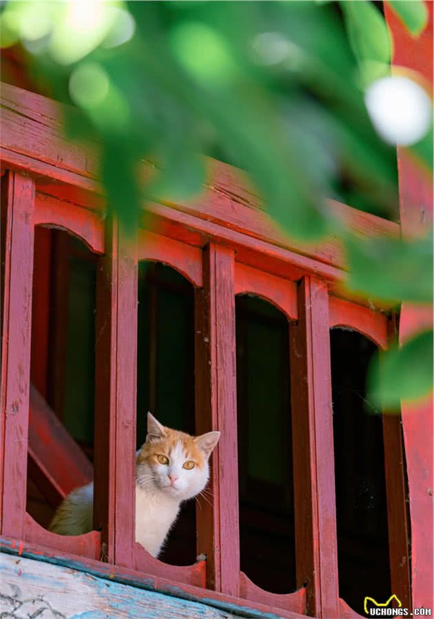 爬了近1个半小时，只为这大理苍山古寺中，孤独又可爱的大橘猫