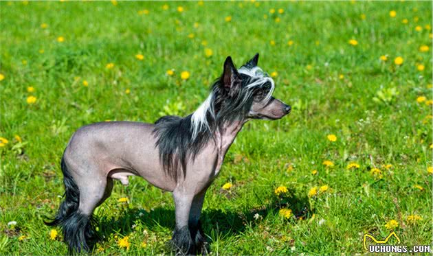 谁说狗狗没有汗腺？中国冠毛犬不仅皮肤有汗腺还能变换颜色