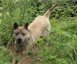 原始猎犬之王—黄石箭毛猎犬