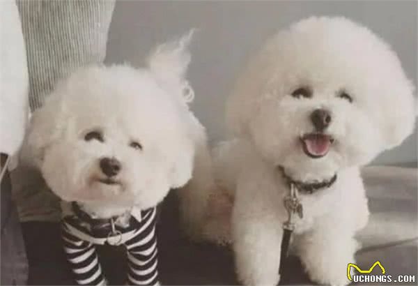 比熊犬“生命结束”前的表现，你注意到了吗？