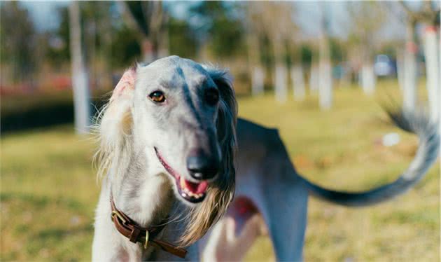 中国细犬长毛品系，如今不如惠比特灵缇名气大