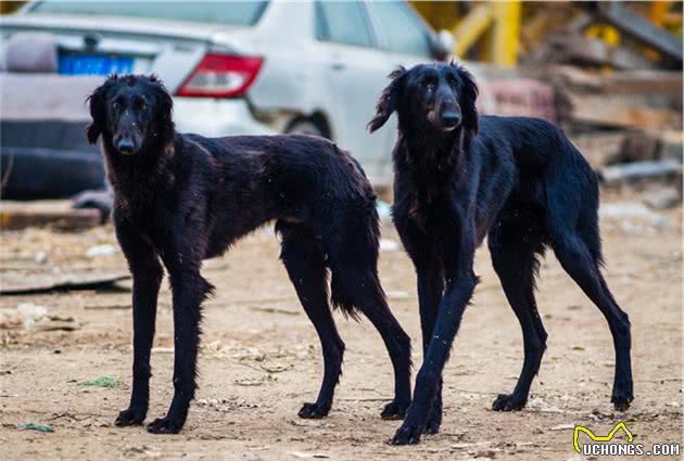 中国细犬长毛品系，如今不如惠比特灵缇名气大