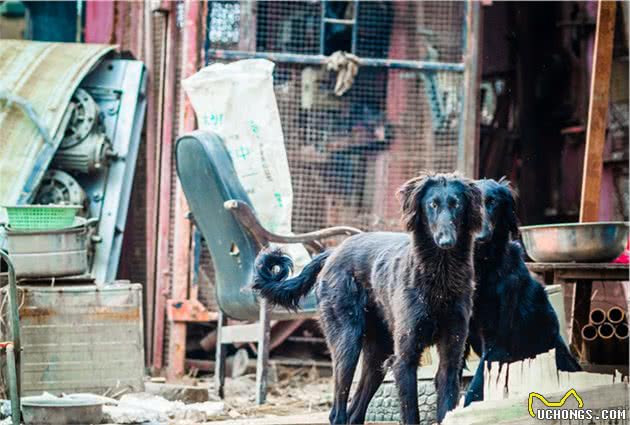 中国细犬长毛品系，如今不如惠比特灵缇名气大