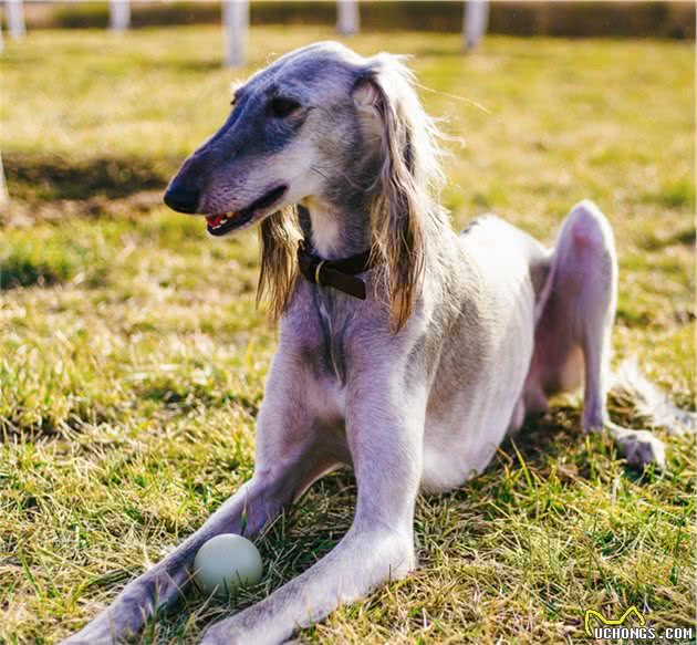 中国细犬长毛品系，如今不如惠比特灵缇名气大