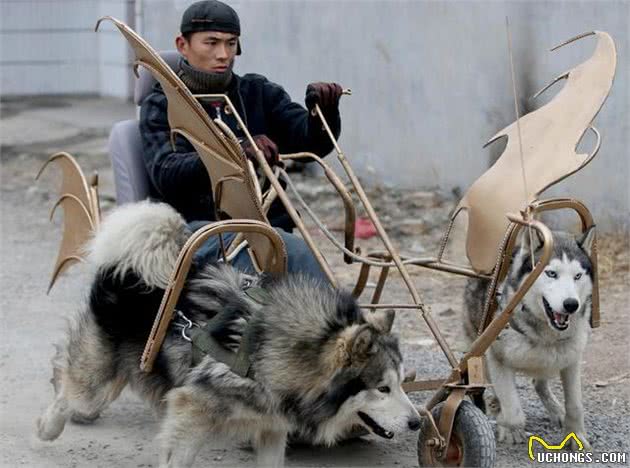 养“雪橇三傻”是什么体验？网友：随时徘徊在崩溃的边缘