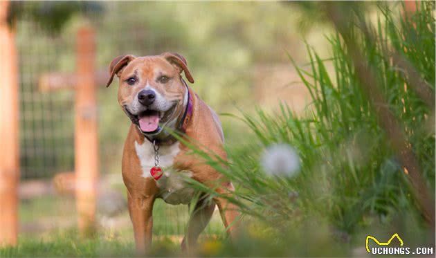 六种极具有攻击性的战斗犬种—大家一起来了解下