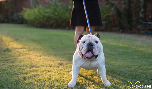 小型犬容易患腰椎疾病，多半是主人的这些行为导致，你还在做吗？