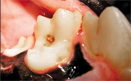 小狗口中总能闻到臭味，饲主需注意也许是蛀牙找上门了
