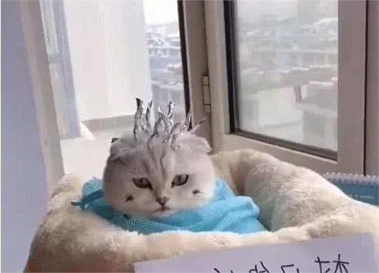 猫咪做最流行锡纸烫，完事后就是这条街最靓的猫，看我帅气吗？