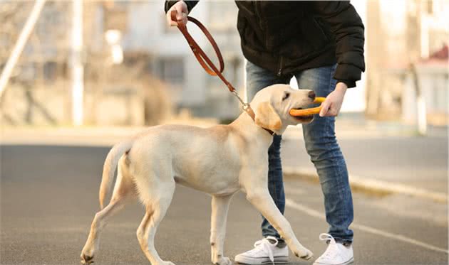 如何提高拉布拉多犬的服从性？试试这几招，能帮助到你