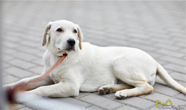 如何提高拉布拉多犬的服从性？试试这几招，能帮助到你