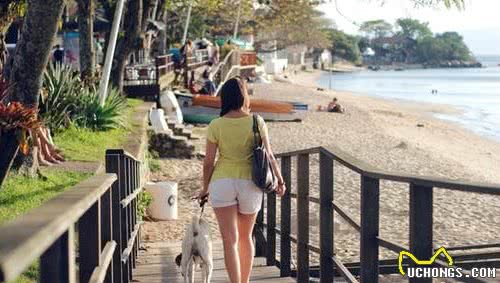 夏日带狗狗出海，铲屎官一定要做好这些防范措施